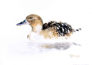 "African Black Duck"