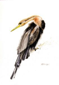 "African Darter"