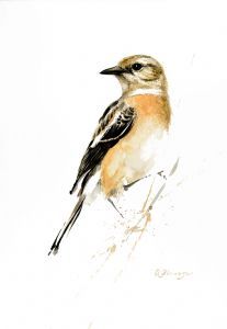 "African Stonechat Female"