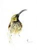 "Amethyst Sunbird Female"