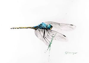"Blue Dragonfly"