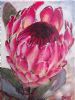 "Protea South Africa"