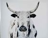 "Lone Nguni "