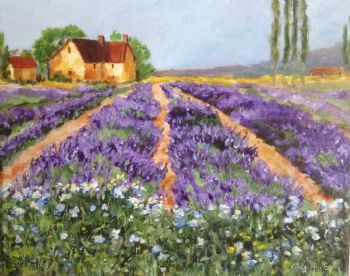 "Lavender Fields"