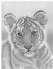 "Baby Tiger"