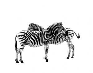 "Zebras - Graphic Gemini"