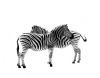 "Zebras - Graphic Gemini"