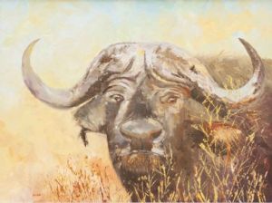 "Cape Buffalo SOLD"