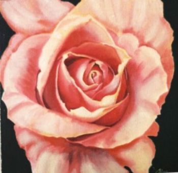 "dark pink rose"