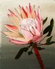 "Protea"