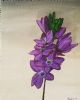 "Purple Fynbos Flowers"