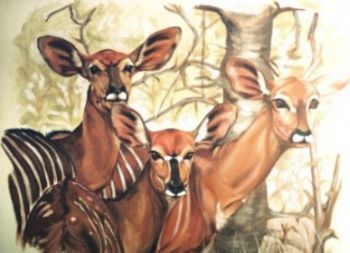 "Nyala Cows - Ladies in waiting"