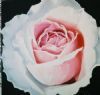 "Pink and White Rose 1"