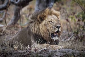 "Lion Intent"