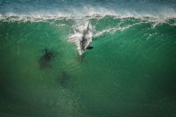 "Dolphin Wave"