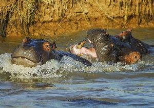 "Hippo Playtime"