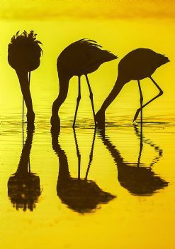 "Three Flamingos Colour"
