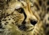 "Cheetah Closeup Colour"