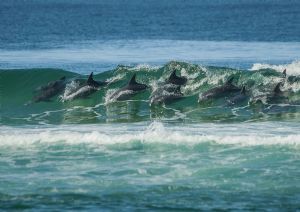 "Dolphin Wave 1"