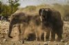 "Family Dust Bath"