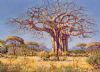 "Baobab Tree"