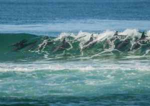"Dolphin Wave 2"