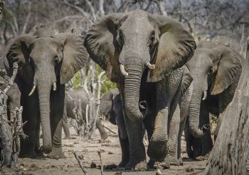 "The Herd"