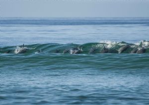 "Dolphin Wave 6"