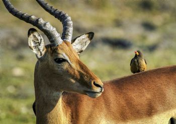 "Eye to Eye"