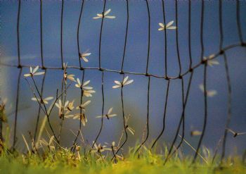 "Wire Wings"