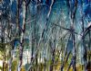 "Poplars in Winter"
