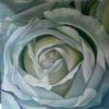 "White Rose"