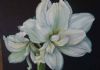 "Amaryllis"