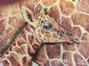 "New Born - Giraffe "