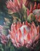 "Proteas"