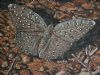 "Guineafowl Butterfly"