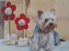 "Yorkie Gucci in Garden"