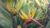 "Strelitzia"