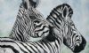 "Zebras"