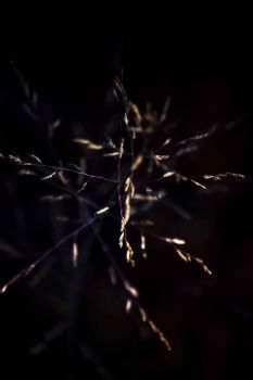 "Golden Grass"