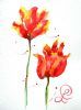 "Seasons First Tulips"