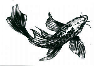 "Dark Koi Fish"