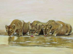 "3 Lioness' at Ngwenya Lodge"