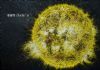 "Sun"