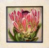 "Pink Protea Boxed in Frame"