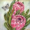 "Two Proteas Iii"