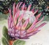 "One King Protea, Lace Detail"