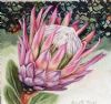 "One King Protea, Lace Detail"