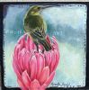 "Sugarbird on Protea Vi"