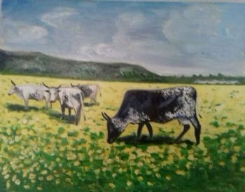 "Nguni Cattle near Darling"